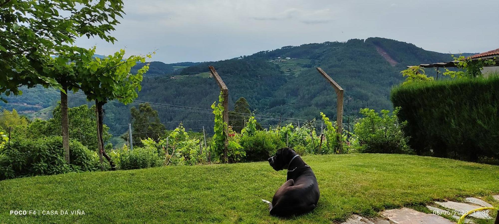 Casa Da Vina - Ribeira Sacra Vila Nogueira De Ramuin Exterior foto